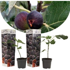 Plant in a Box Vijgenboom - Ficus Carica Set van 2 Hoogte 25-40cm - groen 2534092