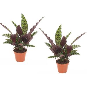 Plant in a Box Pauwenplant - Calathea Insignis Set van 2 Hoogte 30-40cm - meerkleurig 3129122