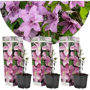 Clematis - Set van 3 - Tuinplant - Roze - Klimplant - Pot 9cm - Hoogte 25-40cm Clematis Pink x3