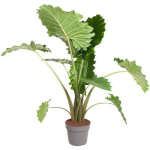 Plant in a Box Olifantsoor - Alocasia Portodora Hoogte 110-120cm - groen 4814321