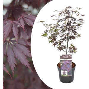 Plant in a Box - Japanse esdoorn 'Black Lace' - Japanse esdoorn winterhard ""Limited Edition"" - Pot 19cm - Hoogte 60-70cm