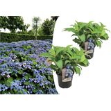 Plant in a Box Hortensia - Hortensia Summerglow Set van 2 Hoogte 25-40cm - groen 2250002
