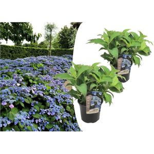 Hortensia - Set van 2 - Hydrangea serrata'Summerglow'- Hoogte 25-40cm -⌀19cm