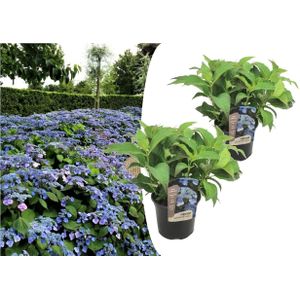 Plant in a Box Hortensia - Hortensia Summerglow Set van 2 Hoogte 25-40cm - groen 2250002