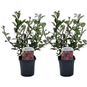 Plant in a Box - Weigela Florida 'Nana Purpurea' - Set van 2 - pot 17 cm - hoogte 25-40cm - struik
