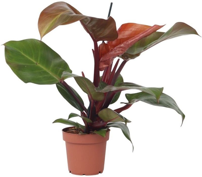 Plant in a Box - Baumfreund - Philodendron 'Sun Light' - Höhe 20-30cm - Topf 12cm
