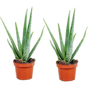 Aloë Vera - Set van 2 - Succulent - Pot 10,5cm - Hoogte 25-40cm Aloe Vera x2