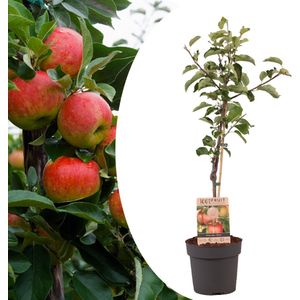 Plant in a Box - Malus domestica - Malus Elstar - Appelboom - Pot 21cm - Hoogte 90-100cm