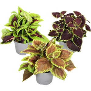 Coleus - Brandnetelplant- Mix van 3 - Pot 13cm - Hoogte 25-40cm Coleus Mix P13 x3