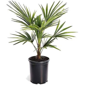 Plant in a Box - Trachycarpus Fortunei - Winterharde Aziatische Waaierpalmboom - Pot 15cm - Hoogte 35-45cm