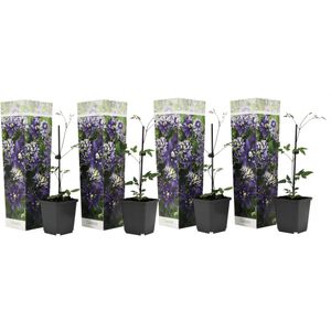 Clematis Taiga - Set van 4 - Winterharde klimplanten - Pot 9cm - Hoogte 25-40cm