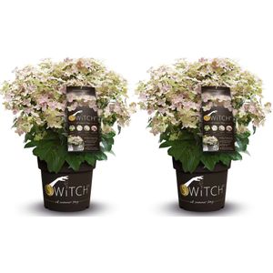 Plant in a Box Pluimhortensia - Hydrangea (S)witch® Ophelia Set van 2 Hoogte 30-40cm - groen 3027002