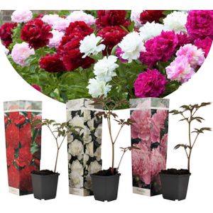 Pioenroos - Set van 3 - Paeonia officinalis - Hoogte 0-40cm -⌀9cm
