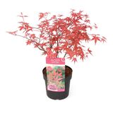 Acer palmatum ´Beni Maiko´ - Japanse Esdoorn - Pot 19cm - Hoogte 60-70cm Acer P19 Beni Maiko