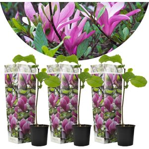 Plant in a Box - Magnolia Susan - Set van 3 - Brede struik/Kleine boom Winterhard - Paarse bloemen - Pot 9cm - Hoogte 25-40cm