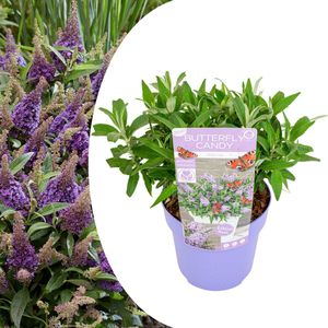 Plant in a Box - Buddleja Candy Little Lila - Buddleja davidii - Vlinderstruik Winterhard - Paarse bloemen - Pot 19cm - Hoogte 30-40cm