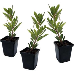 Plant in a Box - Arbutus Unedo - Set van 3 - Aardbeienboom - Witte lichtroze bloemen - Pot 9cm - Hoogte 25-40cm