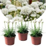 Armeria maritima - Set van 3 - Witte tuinplanten - Pot 12cm - Hoogte 20-30cm Armeria Wit 3pack
