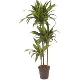 Plant in a Box Drakenboom - Dracaena fragrans Janet Craig Hoogte 140-150cm - groen 4804241