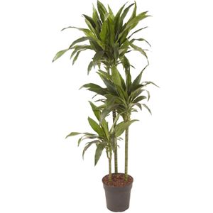 Plant in a Box Drakenboom - Dracaena fragrans Janet Craig Hoogte 140-150cm - groen 4804241