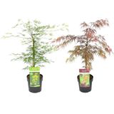 Plant in a Box Japanse esdoorn - Acer palmatum Garnet & Emerald Lace Mix van 2 Hoogte 60-70cm - meerkleurig 3017192