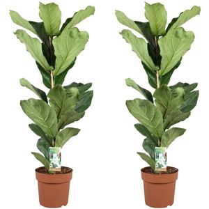 Plant in a Box Vioolbladplant - Tabaksplant Ficus Lyrata Set van 2 Hoogte 90-110cm - groen 3313212