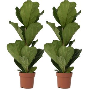 Plant in a Box - Ficus Lyrata - Set van 2 - Vioolbladplant - Tabaksplant - Groene kamerplant - Pot 21cm - Hoogte 70-90cm