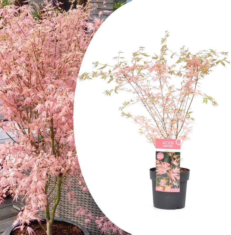 Japanischer Ahorn - Acer palmatum'Taylor'- Höhe 50-60cm - ?19cm