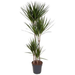 Plant in a Box - Dracaena Marginata - XL Drakenbloedboom - Groene kamerplant - Pot van 27cm - Hoogte 150-160cm