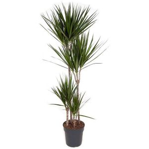 Plant in a Box Drakenboom - Dracaena Marginata Hoogte 150-160cm - groen 4806271