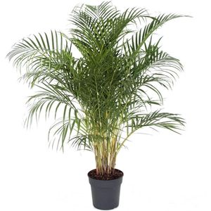 Plant in a Box Areca Goudpalm - Dypsis Lutescens Hoogte 140-150cm - groen 4816271
