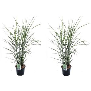 Plant in a Box - Miscanthus Zebrinus - Winterhard Siergras - Set van 2 - Pot 23cm - Hoogte 20-30cm