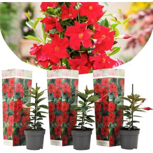 Plant in a Box - Dipladenia sanderii - Set van 3 - Rode tuinplanten - Pot 9cm - Hoogte 25-40cm