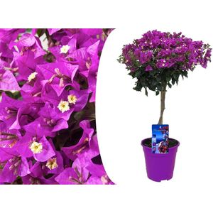 Plant in a Box - Bougainvillea 'Alexandra' - Bougainvillea op Stam - Paarse bloemen - Tuinplant - Pot 17cm - Hoogte 50-60cm
