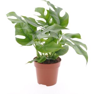 Plant in a Box Monstera Minima - Tetrasperma Rhaphidophora Hoogte 20-30cm - groen 3123121
