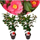 Plant in a Box Japanse Roos - Camellia Dr. King Set van 2 Hoogte 50-60cm - groen 2524002