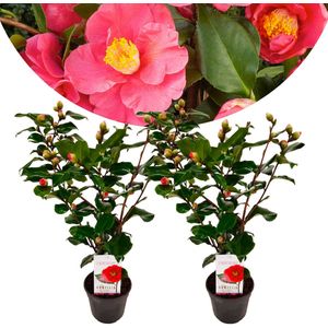 Plant in a Box Japanse Roos - Camellia Dr. King Set van 2 Hoogte 50-60cm - groen 2524002