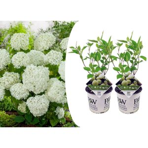 Plant in a Box Hortensia - Hydrangea Strong Annabelle Set van 2 Hoogte 30-40cm - groen 3031002
