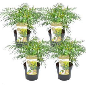 Plant in a Box - Mahonia Soft Caress - Set van 4 - Tuinplant - Hele jaar groen - Groeit gele bloemaren - Winterhard tot -12°C - Pot 13cm - Hoogte 30-40cm