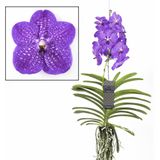 Vanda New Blue - Tropische Orchidee - Bloeiende Orchidee - Hoogte 55-65cm