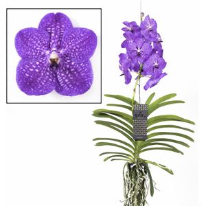 Vanda New Blue - Tropische Orchidee - Bloeiende Orchidee - Hoogte 55-65cm Vanda New Blue