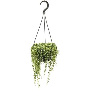 Plant in a Box Erwtenplant - Senecio Rowleyanus Hoogte 10-20cm - groen 4911401