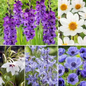 Mix bloembollen - Set van 125 - Dahlia, Gladiolus, Freesia, Oxalis