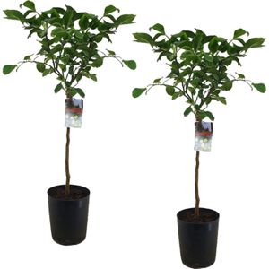 Plant in a Box - Citrus Limon XL stam - Set van 2 Citroenbomen - Prachtige sierplant met geurige bloemen - Pot 19cm - Hoogte 100-120cm