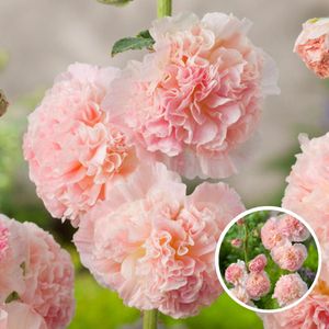 Alcea Rosea Peaches'N Dreams - Set van 6 - Wortelstokken - Stokroos