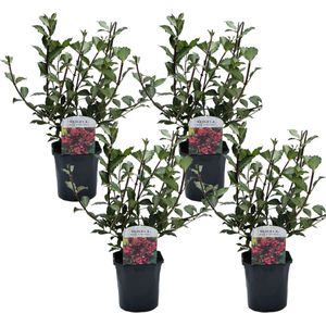 Plant in a Box - Weigela Florida 'Nana Purpurea' - Set van 4 - pot 17 cm - hoogte 25-40cm - struik