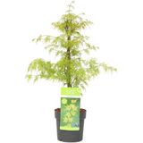 Plant in a Box Japanse esdoorn - Acer palmatum Emerald Lace Hoogte 60-70cm - meerkleurig 3061901