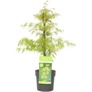 Plant in a Box Japanse esdoorn - Acer palmatum Emerald Lace Hoogte 60-70cm - meerkleurig 3061901
