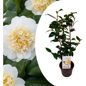 Plant in a Box - Camellia japonica Brushfield's Yellow - Japanse roos - Camellia plant winterhard - Pot 15cm - Hoogte 50-60cm