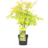 Plant in a Box Japanse esdoorn - Acer palmatum Orange Dream Hoogte 60-70cm - oranje 3019191
